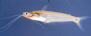 New fish species found in Narathiwat’s peat swamp forest
