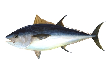Bluefin big