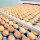 CPF หนุน 7 คอมเพล็กซ์ไก่ไข่ ใช้หลักเศรษฐกิจหมุนเวียน ลดของเสียในกระบวนการผลิต