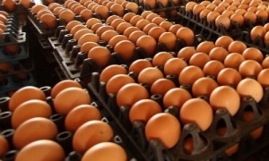 กรมปศุสัตว์ยันไข่ไก่ในตลาดเพียงพอ หลังขาดเเคลนจากโควิด-19