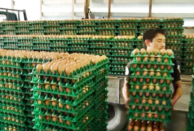 เกษตรกรเลี้ยงไก่ เผยผลผลิตไข่สะสมมาก สวนกำลังซื้อชะลอตัว ทำราคาลด