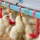 ซีพีเอฟ ยกระดับมาตรฐานผลิตเนื้อไก่-ไข่ไก่ เน้นความปลอดภัย ปลอดสาร ปลอดเชื้อ