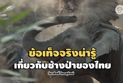 วีระศักดิ์ โควสุรัตน์ : ข้อเท็จจริงน่ารู้เกี่ยวกับช้างป่าของไทย