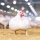 สัตวแพทย์ ย้ำไก่ไทยปลอดภัย ป้องกันไข้หวัดนกด้วยมาตรฐานระดับโลก 'คอมพาร์ทเม้นท์'
