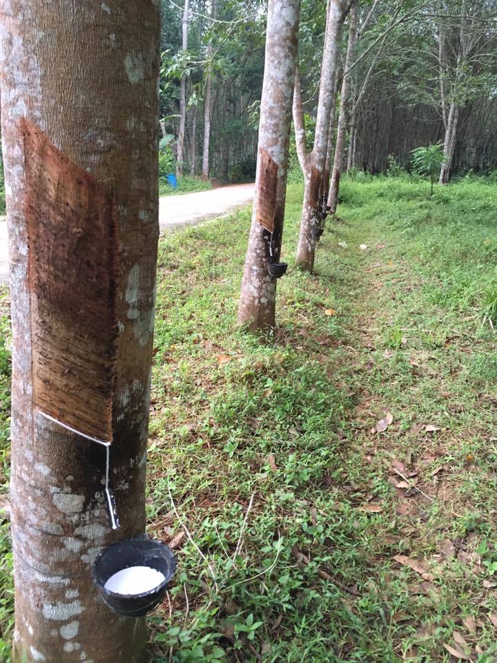 72253810 1319150634912250 1837618727009386496 n