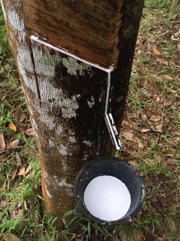 73145893 595376954331657 3071597985457504256 n