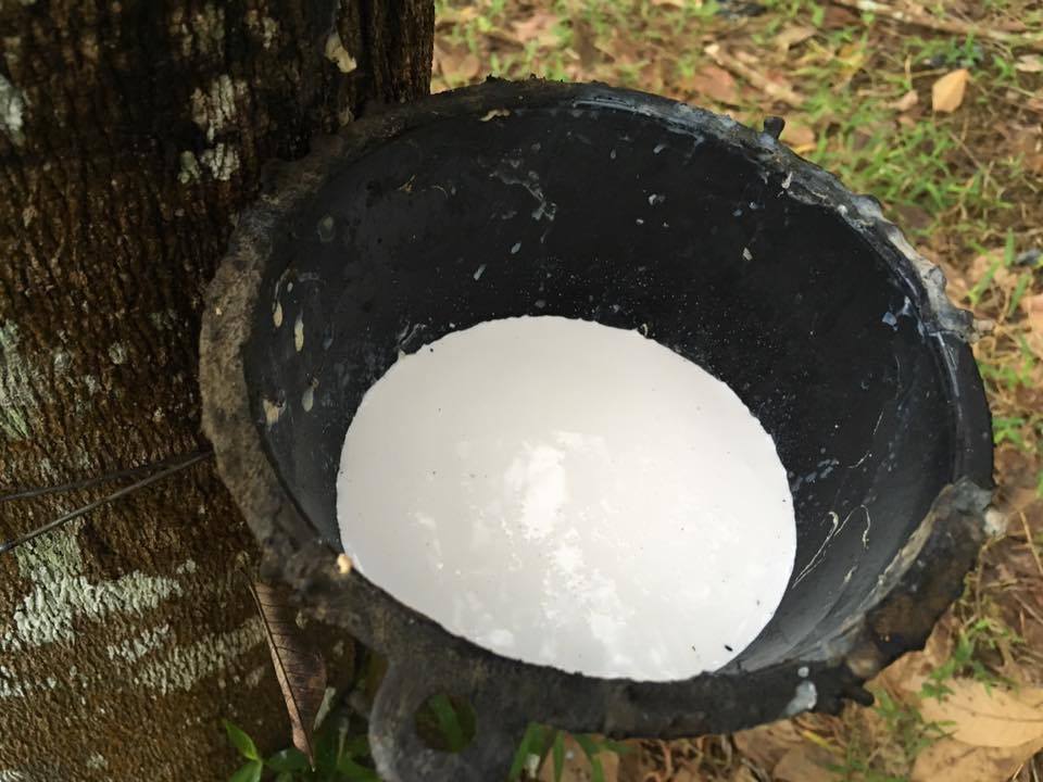 72267829 2837636589580720 4080535564778995712 n