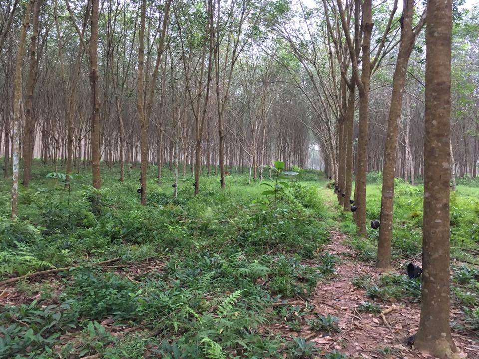 72321274 512852992826120 1724796649177350144 n