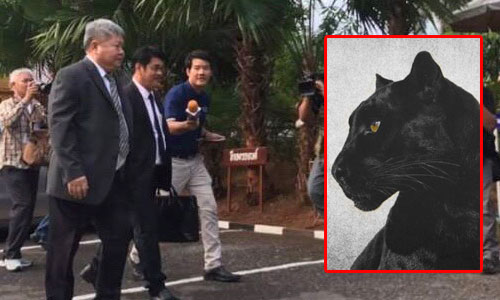 PIC tiger 12 12 62 1