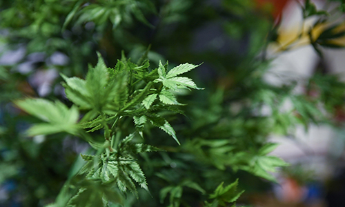 cchamlngtnkaychaa1 8