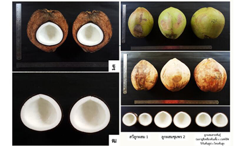 ภาพ8 ภาพมะพราวลกผสมสามทางชมพร 2