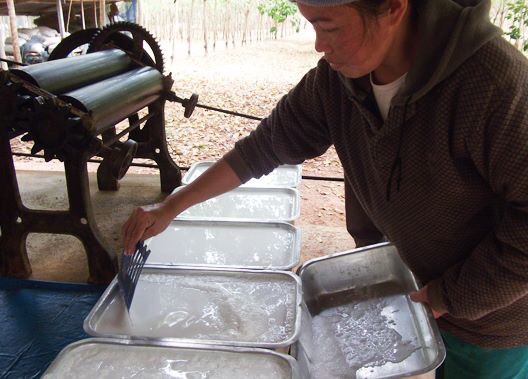 ยางพารา ๑๙๐๙๐๔ 0036