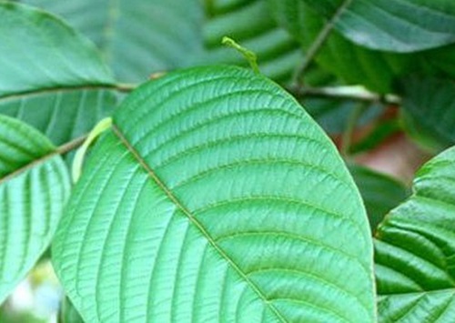 kratom1612
