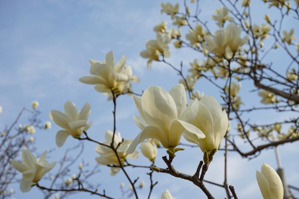 white magnolia