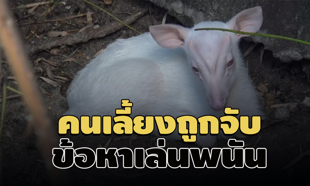 piczoosongka28 11 63