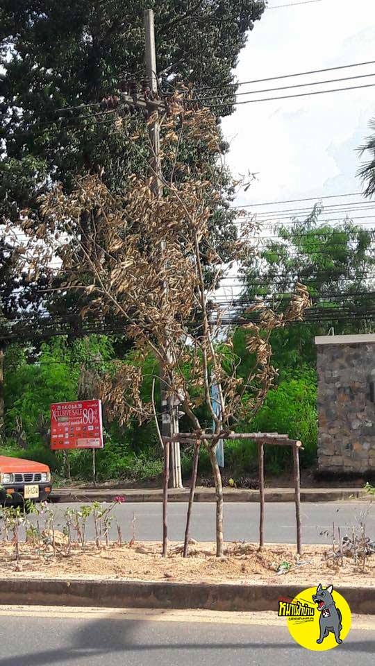 14369967 1250474968317903 6917643789879520302 n