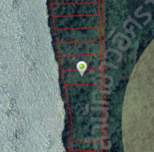 picshondf069696930 6 63