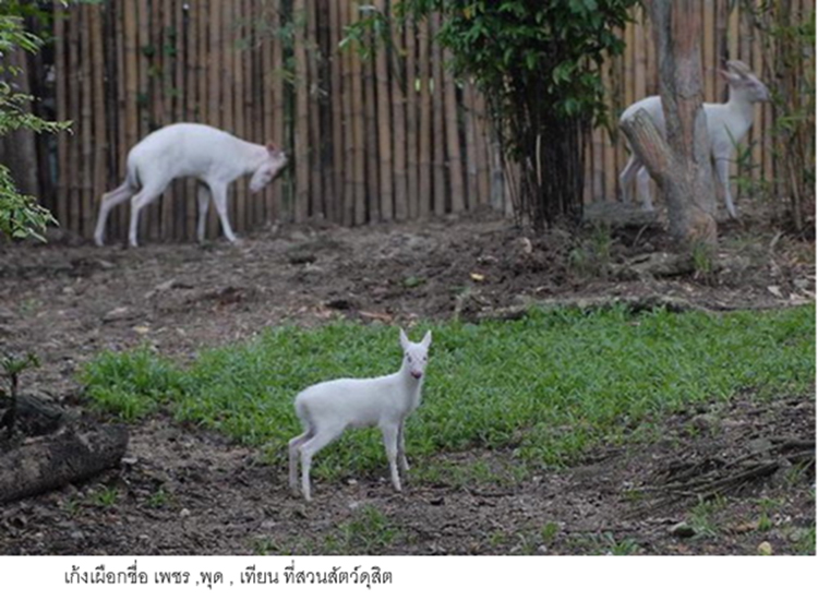 pickassaa00639024 10 693