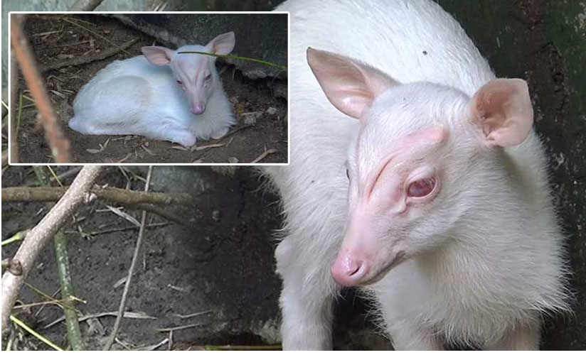 pickomujyhtgggcccccccgccccccg22 10 63