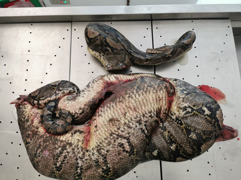 pickomujyhtgggccccccgccccccg22 10 63