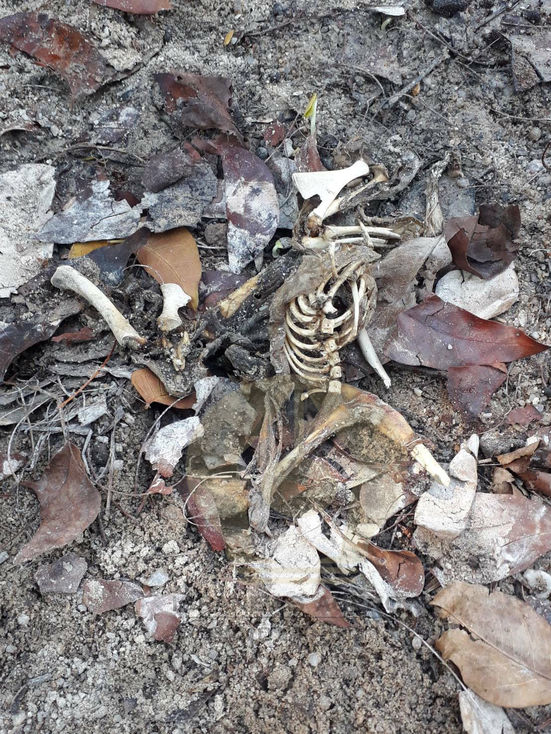 pickuytgrfrfrf5000 10 63