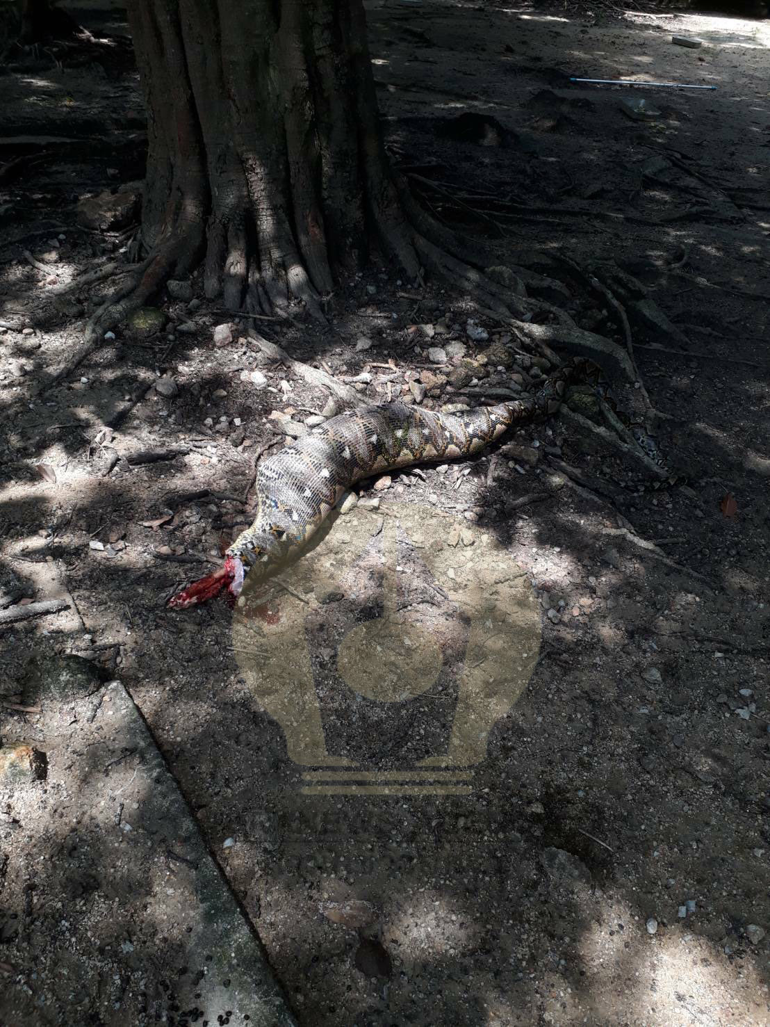 pickuytgrfrfrf5ddddd 10 63