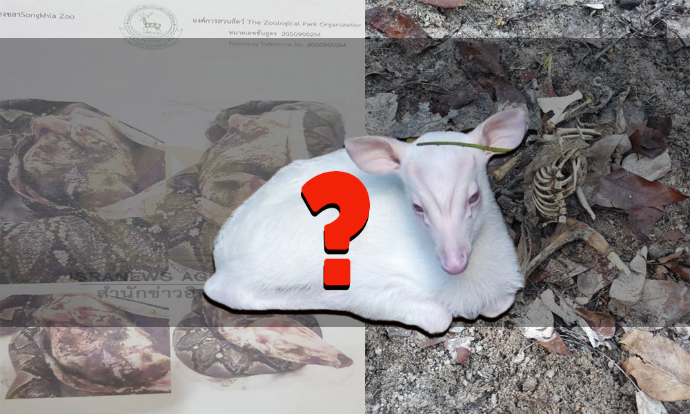 pickuytgrfrfrfdddddd5000 10 63