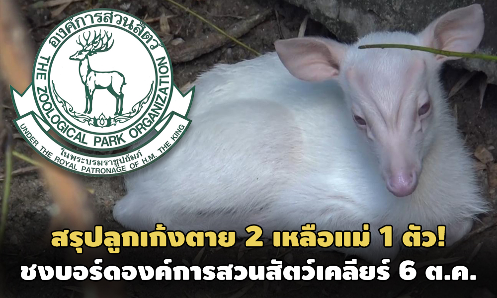 PIC kengkeng 4 10 63 7