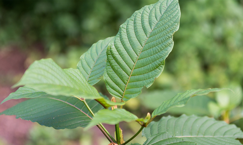 PIC kratom 12 10 63 1