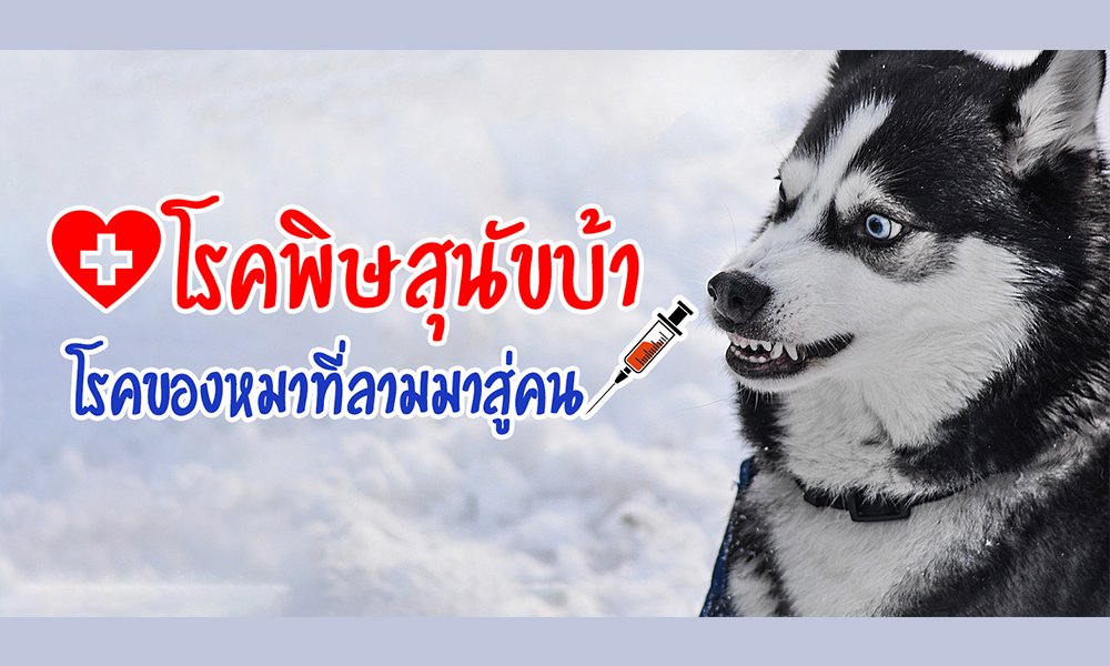 coverdog22122020