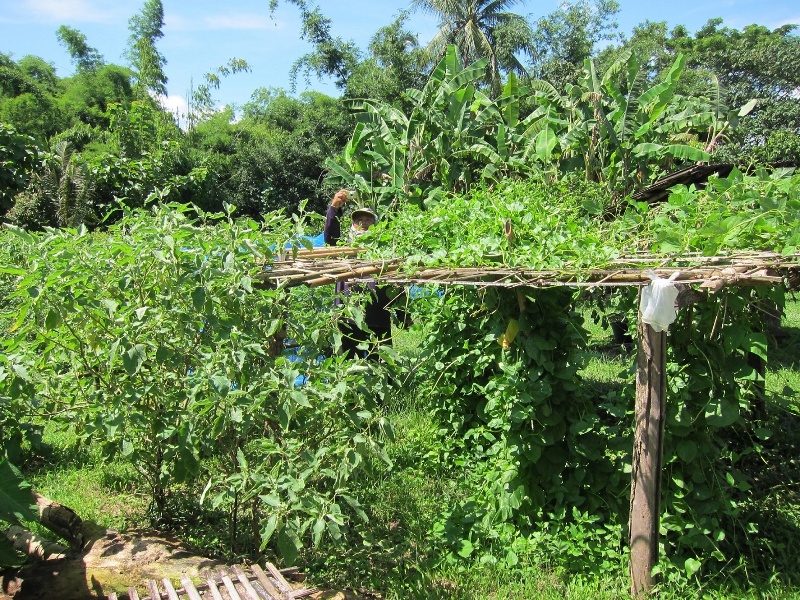 10 บ้านม่วงชุม เกษตรผสมผสาน ทำให้มีรายได้เพิ่ม 2 เท่า