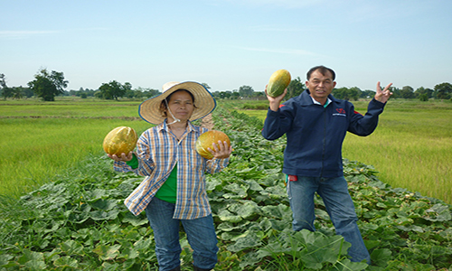 8 ผลิตผลจากเกษตรตามแนวทฤษฎีใหม่