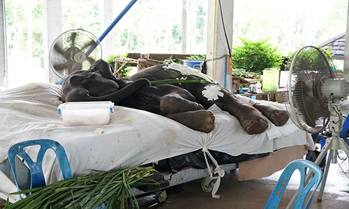 GULF Aob Chang Donation 7