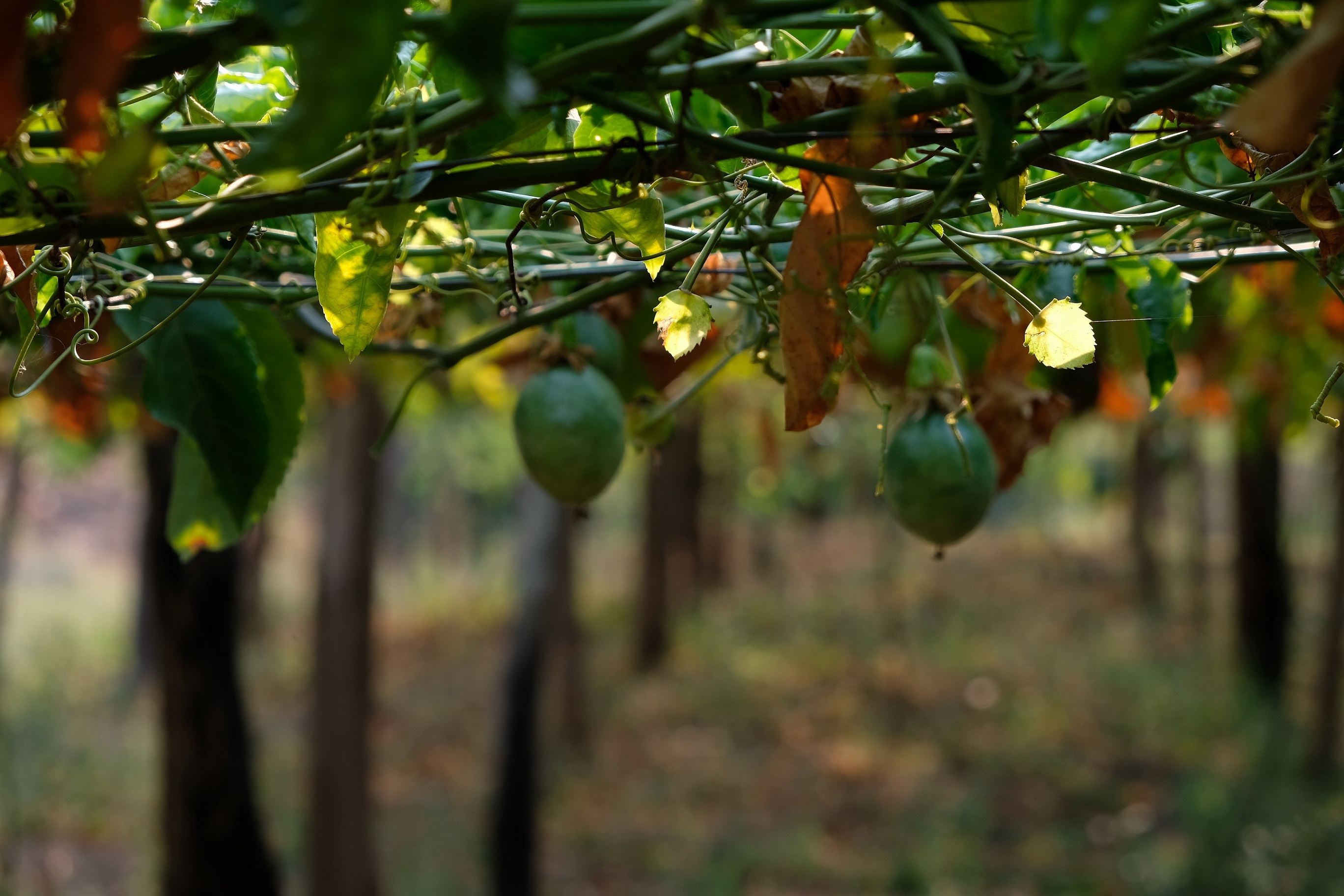 9. เสาวรส หนึ่งในไม้ผลที่สร้างรายได้ให้กับคุณมนตรี