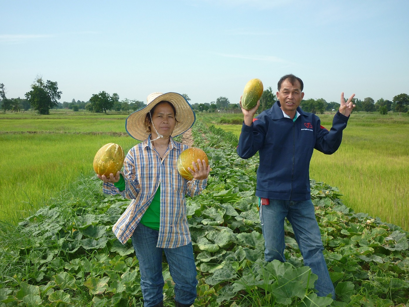 13 ผลิตผลจากเกษตรตามแนวทฤษฎีใหม่