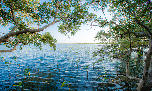 ป่าชายเลน 2