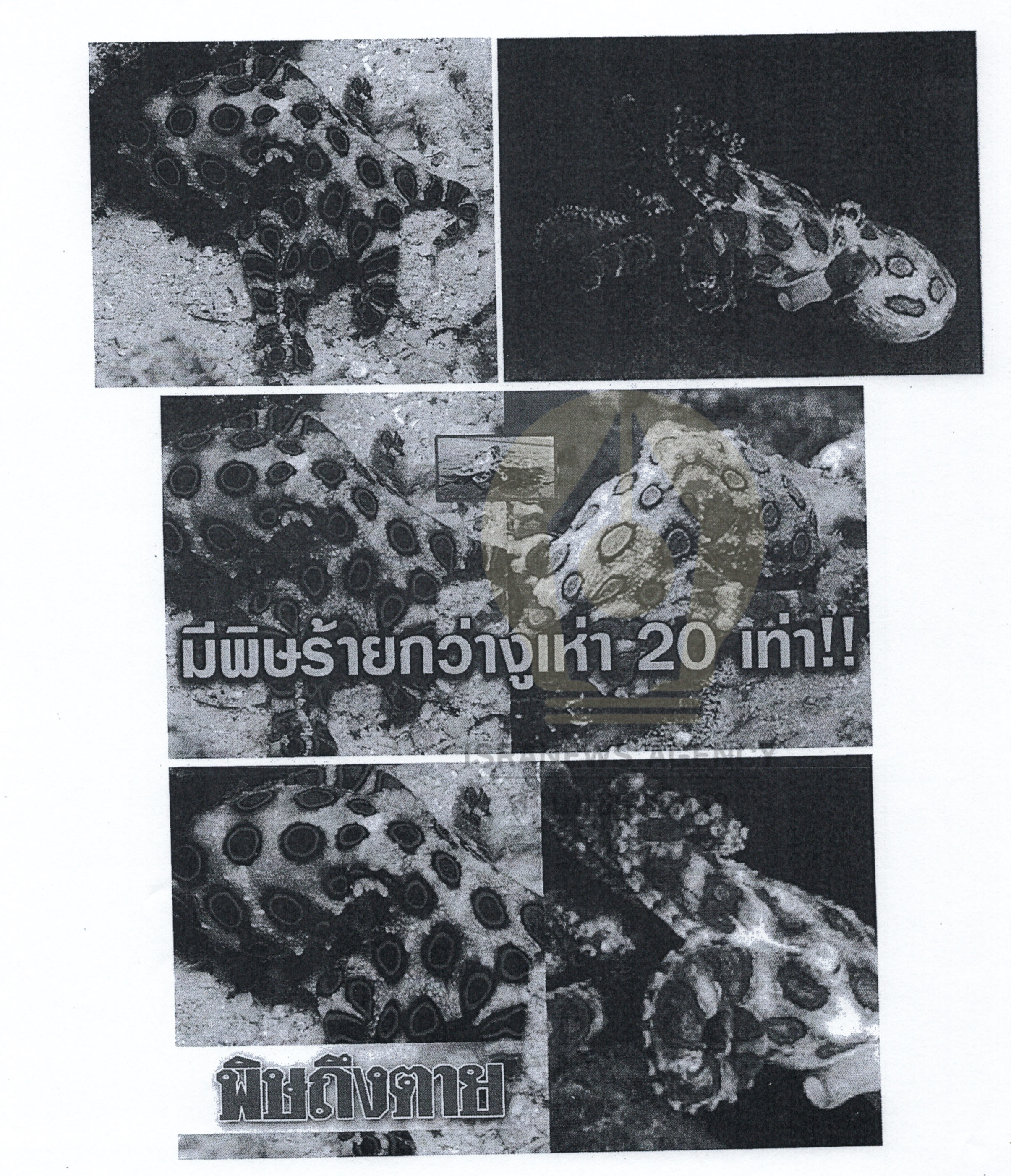 picphamaaaa01019639 1 63