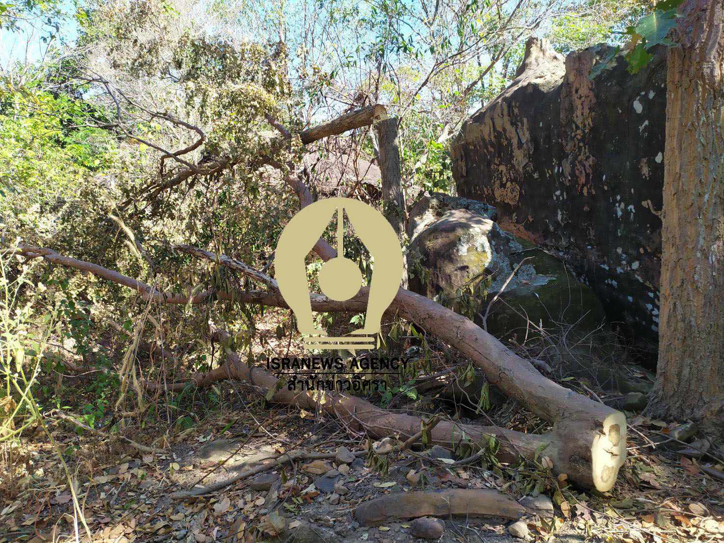 pictreeeeeeee96321 1 63