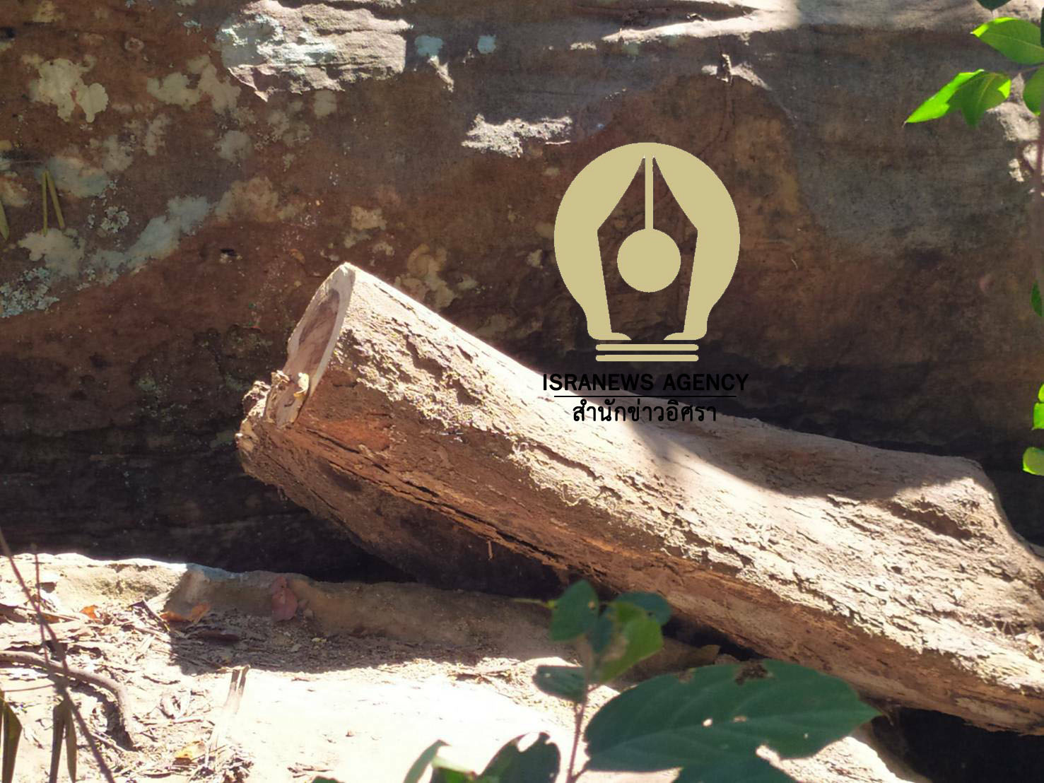 pictreeeeeeee963fff21 1 63