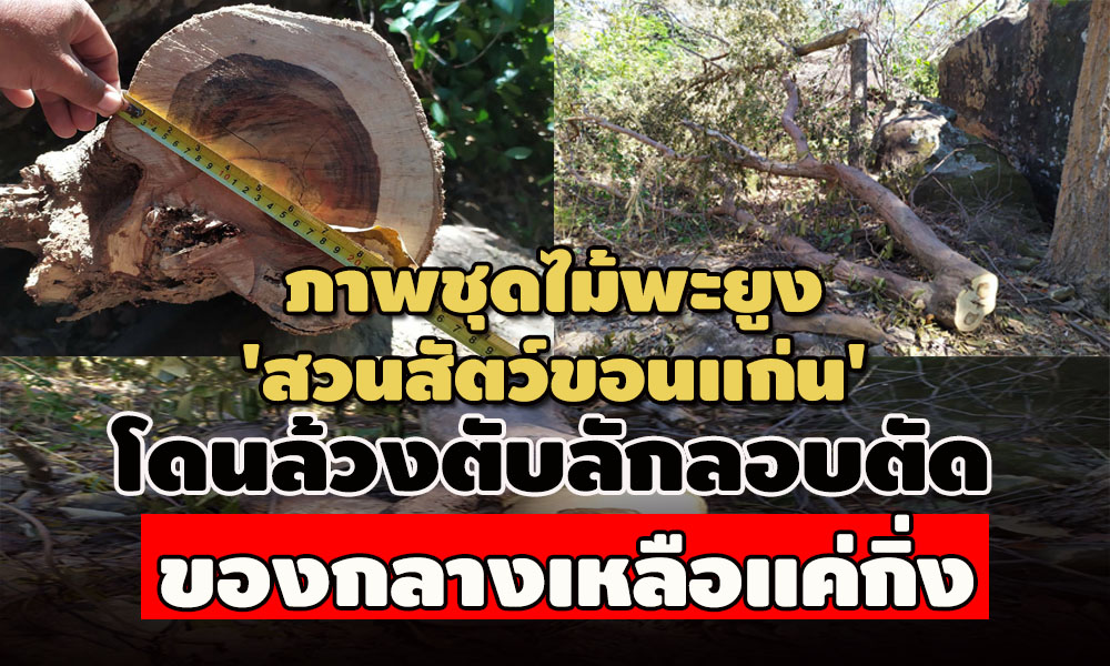 pictreeeeeeee969633fff21 1 63