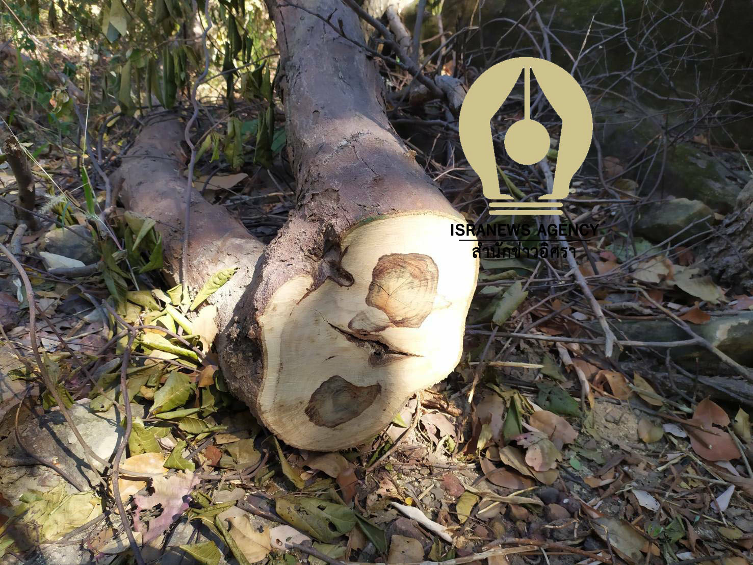 pictreeeeeeeedddd96321 1 63