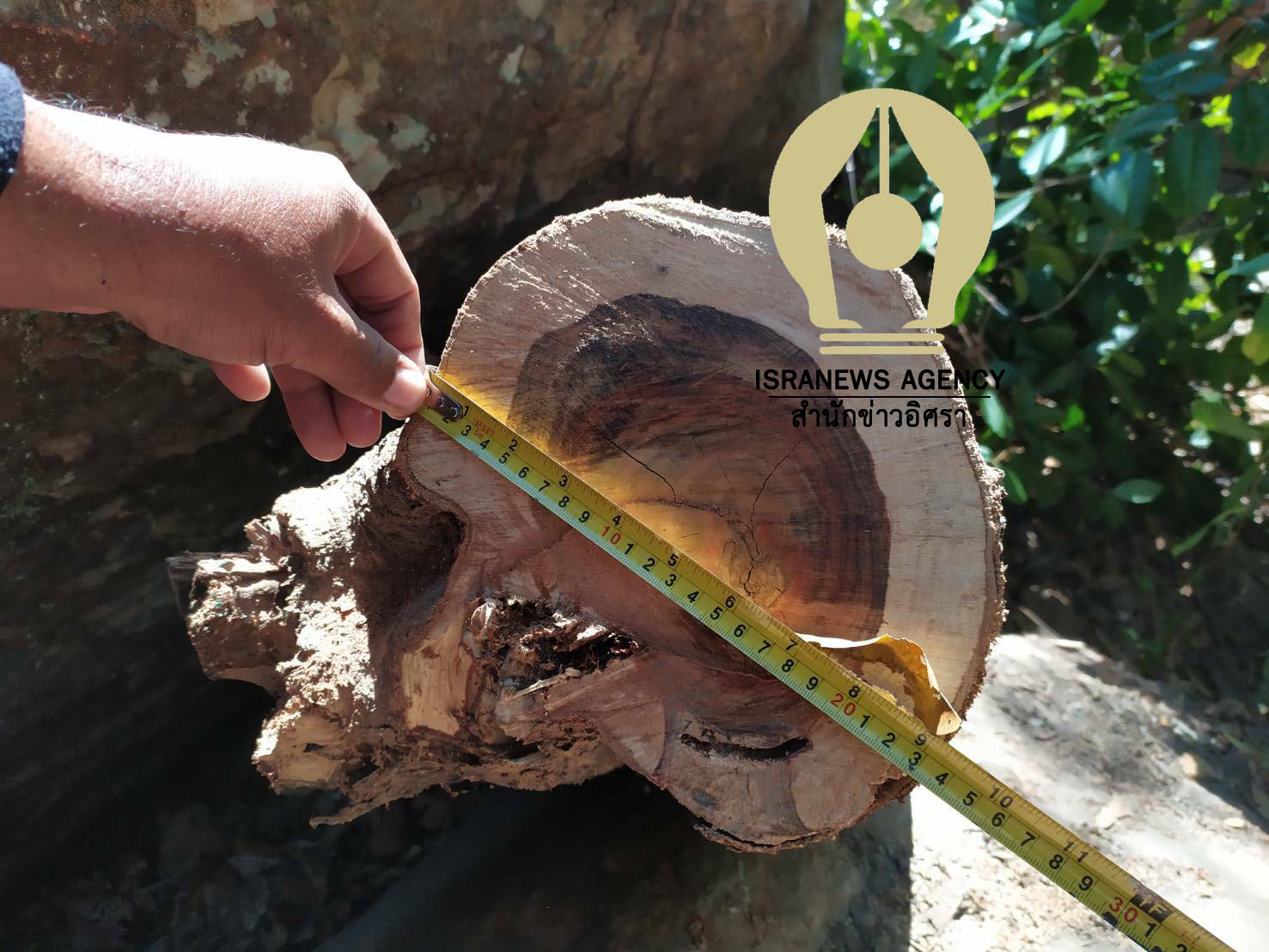 pictreeepa96321 1 63