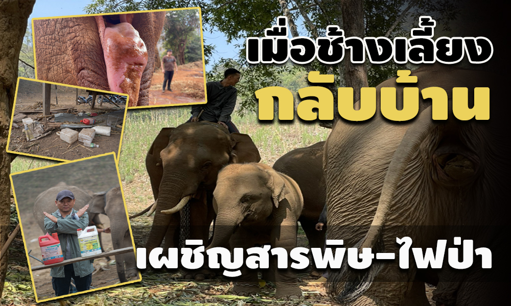 picersrsffssaassasa3 4 64