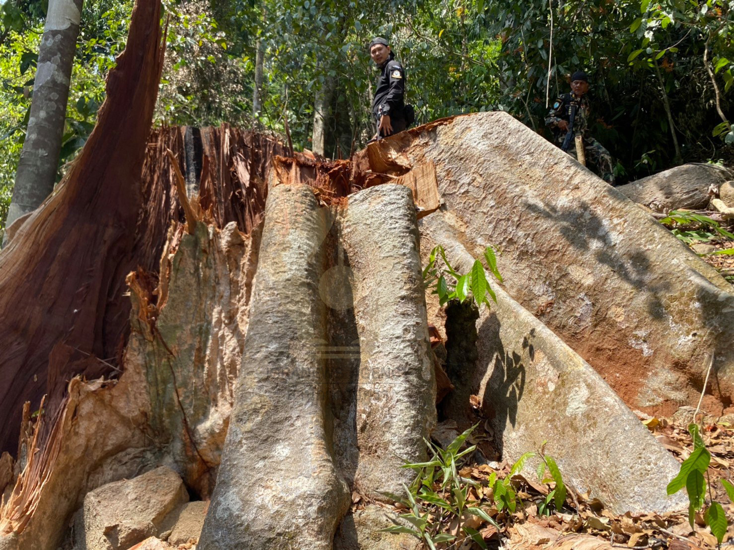 pictreeewewewdsdsd0003 18 64