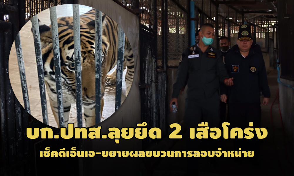 PIC tigertiger 14 1 64 1