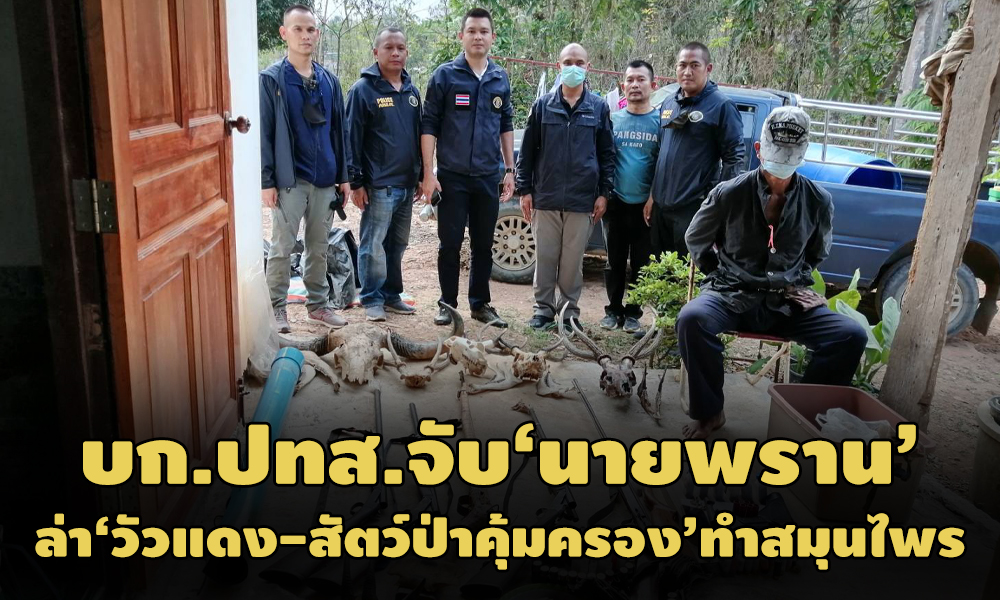 PIC redcow 17 2 64 1