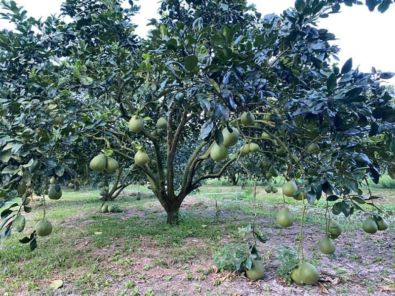 ชะอวดโมเดล 04