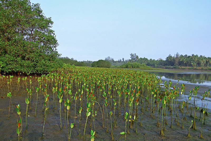 ต้นโกงกาง scg 1908