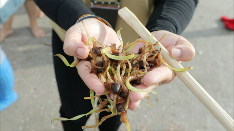 หญ้าทะเล 1908 scg