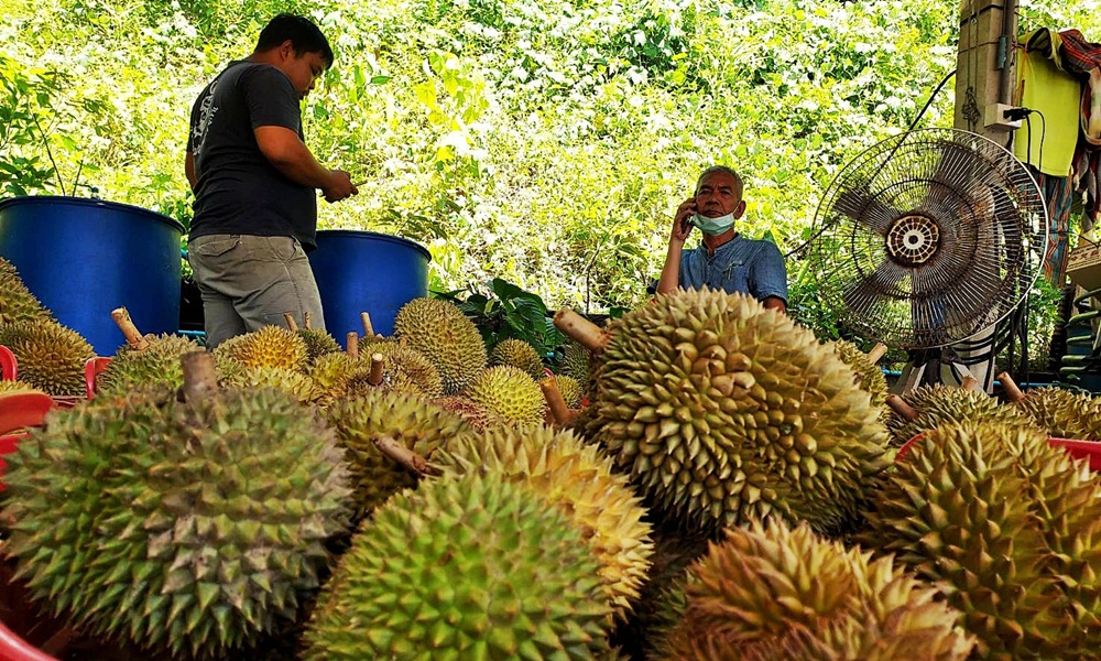 durianfarmer29062